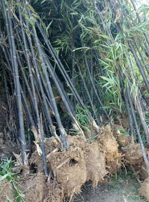 安吉其龍苗木種植場(chǎng) 深耕沃土，共贏綠色未來(lái)